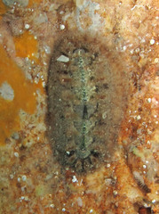 Acanthochitona fascicularis