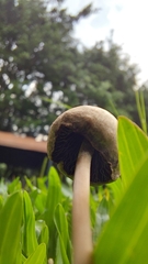 Panaeolus