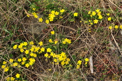 Potentilla incana