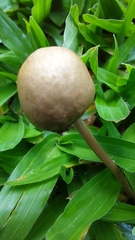 Panaeolus
