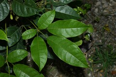 Tabebuia fluviatilis