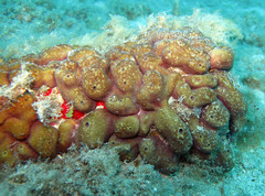 Chondrilla nucula