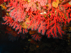 Corallium rubrum