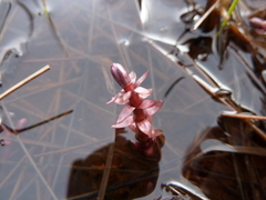 Hippuris tetraphylla