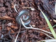 Archispirostreptus syriacus