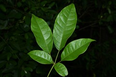 Tabebuia fluviatilis
