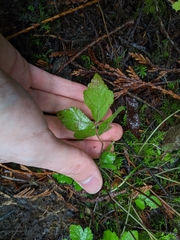 Tiarella