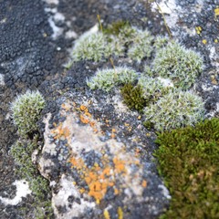 Grimmia pulvinata