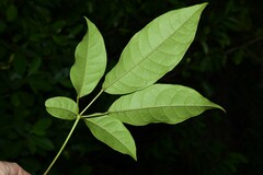 Tabebuia fluviatilis