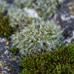 Grimmia pulvinata