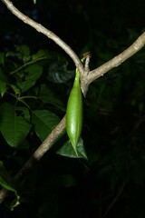Tabebuia fluviatilis