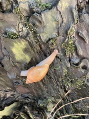 Euglandina rosea