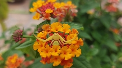 Misumenops callinurus