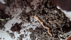 Haplophilus subterraneus