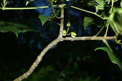 Tabebuia fluviatilis