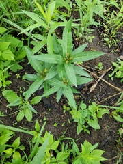 Lysimachia thyrsiflora