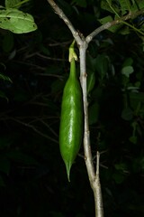 Tabebuia fluviatilis