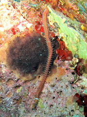 Leodice torquata
