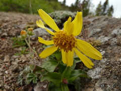 Arnica