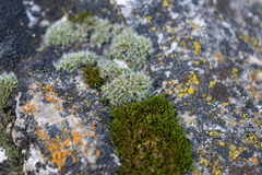 Grimmia pulvinata
