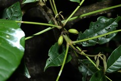 Tabebuia fluviatilis