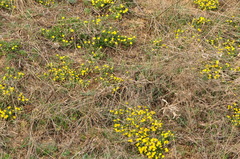 Potentilla incana