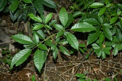 Tabebuia fluviatilis