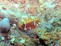 Rhyssoplax olivacea