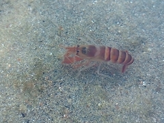 Decapoda