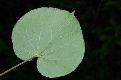 Hibiscus tiliaceus pernambucensis