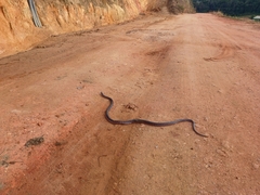 Oxyrhopus clathratus