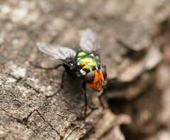 Amenia chrysame