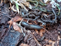 Archispirostreptus syriacus