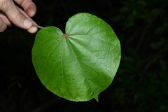 Hibiscus tiliaceus pernambucensis
