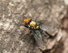 Amenia chrysame