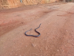 Oxyrhopus clathratus