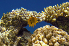 Pomacentrus sulfureus