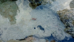Decapoda