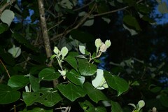 Hibiscus tiliaceus pernambucensis
