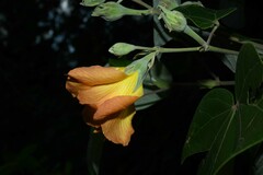 Hibiscus tiliaceus pernambucensis