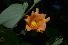 Hibiscus tiliaceus pernambucensis
