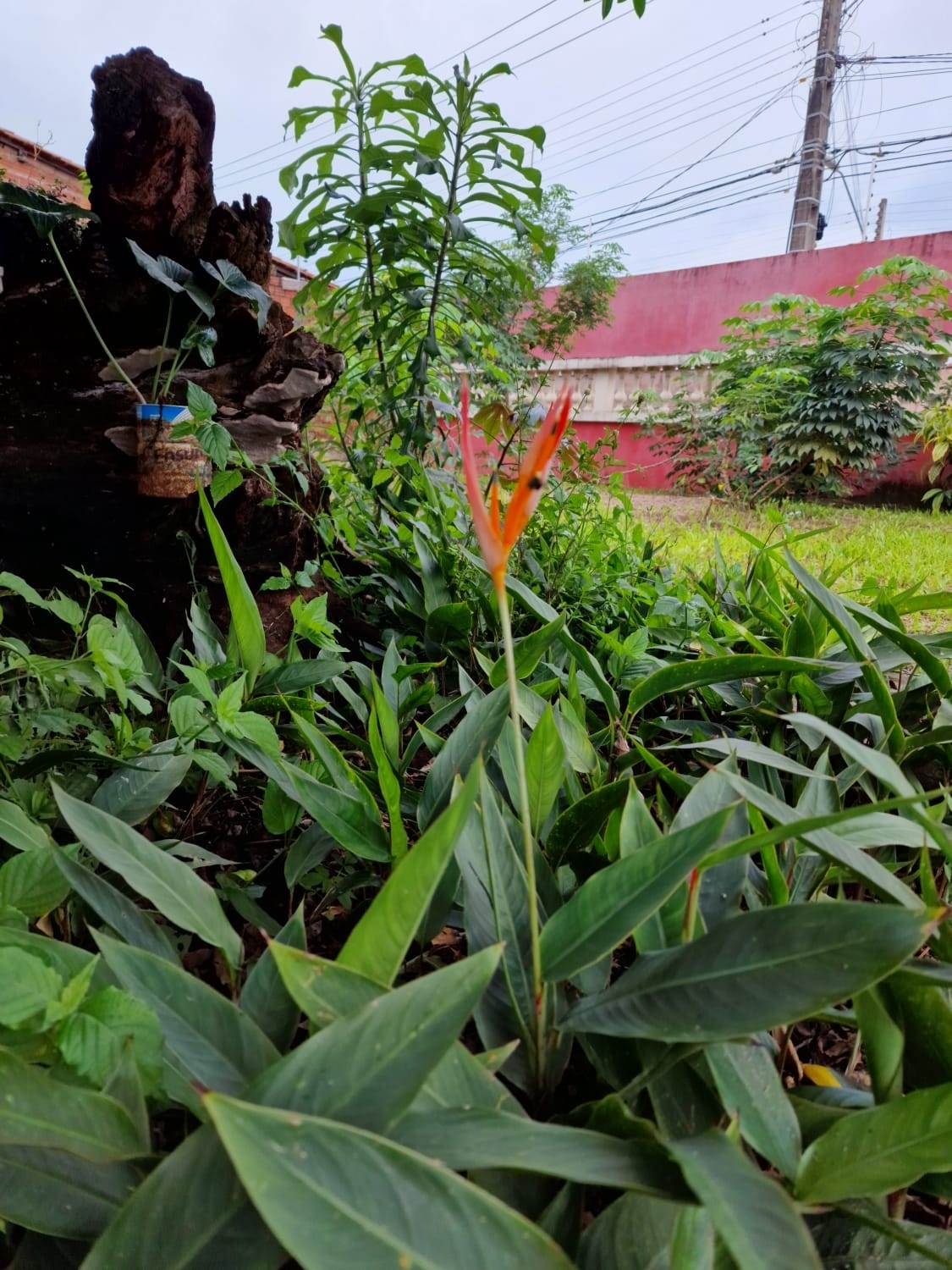 Heliconia psittacorum