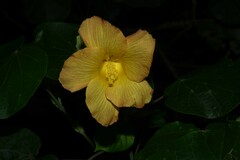 Hibiscus tiliaceus pernambucensis