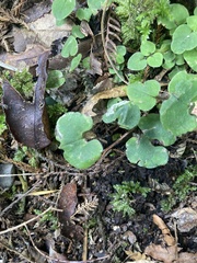 Corybas trilobus aggregate