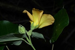Hibiscus tiliaceus pernambucensis