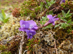 Oxytropis