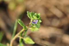 Veronica triloba