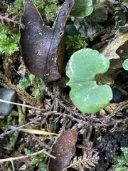 Corybas trilobus aggregate