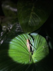 Ischnomela pulchripennis