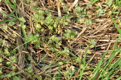 Veronica triloba